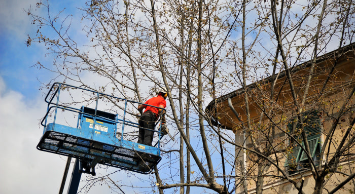 povolení kácet stromy